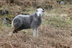 A Herdwick Sheep