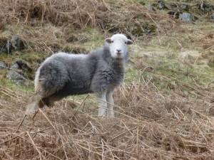 A Herdwick Sheep