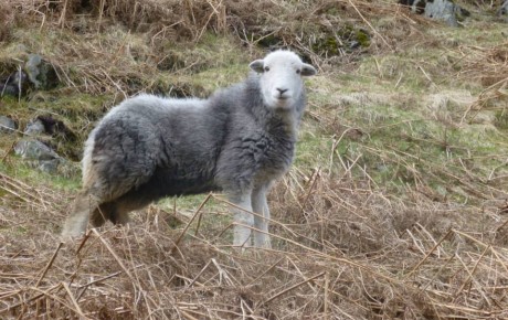 A Herdwick Sheep