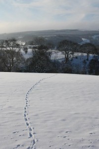 Footsteps near Fernilee
