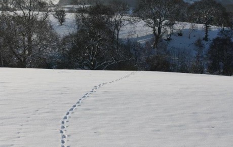 Footsteps near Fernilee