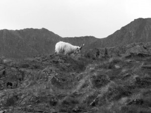 Mountain Goat on Snowdon