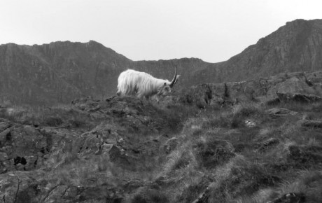 Mountain Goat on Snowdon