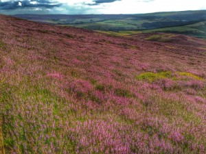 Heather on the slopes of Kinder